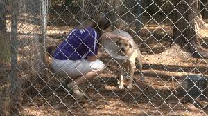 Help save an animal's life! Coastal Pet Rescue At Capacity Losing Volunteers Due To Outbreak Wsav Tv