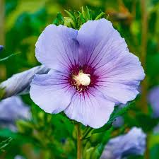 Image result for Hibiscus