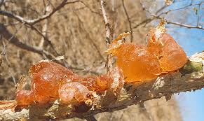 Itu baru kuala terengganu tau. Khasiat Gam Arab Acacia Gum