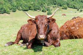 Vaca No Prado Da Montanha Pirineus Franceses Bearn Foto Premium
