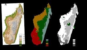 Image result for Grammitis cryptophlebia