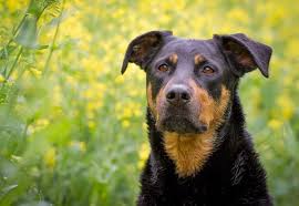 Unlike many other mixes, the pairing of these two breeds results in puppies of all shapes, sizes, and personalities! Rottweiler Lab Mix The Complete Labrottie Dog Breed Guide All Things Dogs All Things Dogs