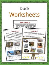 At night they are kept in. Duck Facts Worksheets Habitat Species For Kids
