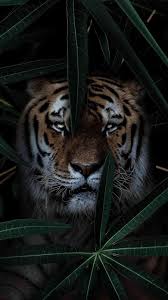 Wild Tiger Wallpaper Tiger Wallpaper Dark Wallpaper Iphone Iphone Wallpaper Cat