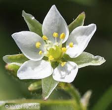 Image result for Spergula