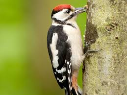 Woodpecker Bird Barrier About Woodpeckers Woodpecker Beautiful Birds Bird