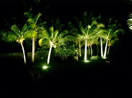 Lighting Palms At Night Discussing Palm Trees Worldwide Palmtalk