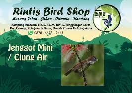 Masih bersama website resmi kacer.co.id, pada. Rintisbirdshop Tips Memelihara Ciung Air Jawa Bakalan By Facebook