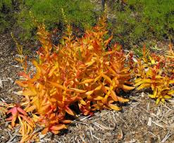 Image result for Crassula capitella