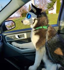 My Friends Dog Gets Watery Eyes In The Car So He Improvised Welcome To The Storm Troopers R Eyebleach