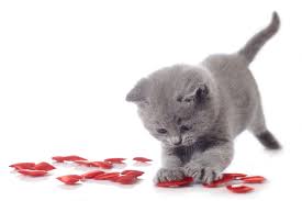 If a few petals fall off and the little guy takes a taste it'a not that bad. Valentines Day Tips For Pets Pet Poison Helpline