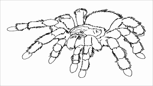 Colorful insect animals seamless pattern vector. Realistic Spider Coloring Page Coloringbay