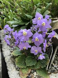 Image result for Streptocarpus myoporoides