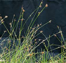 Image result for Rhynchospora rugosa