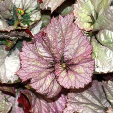 Image result for Begonia oxyloba