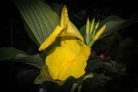 Image result for Siphonochilus kirkii - yellow-flowered form