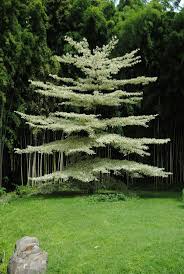 Image result for Terminalia tricristata