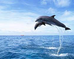 Dolphin Free Download Image Dolphins Ocean Animals Animals