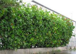 Sea Grapes Used As A Hedge Front Yard Landscaping Simple Yard Landscaping Simple Garden Hoe