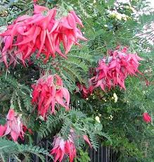 In the last few weeks the bridal wreath spirea has gone from bare branches to. Clianthus Puniceus Alba The White Parrot S Beak Florida Flowers Flowering Vines Flowering Trees