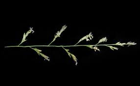 Image result for Sporobolus bechuanicus