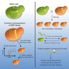 Before you start ramping up your daily protein intake. Intrinsically Disordered Proteins Drive Emergence And Inheritance Of Biological Traits Cell