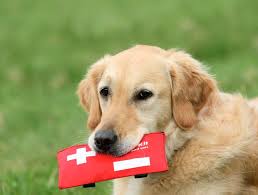 Check spelling or type a new query. How To Build Your Pet First Aid Kit Step By Step Blue Valley Animal Hospital Blue Valley Animal Hospital
