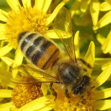 Check spelling or type a new query. Honey Bee Naturespot