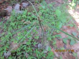 Image result for Cyperus sp. (ex Mariscus sp.no.2)