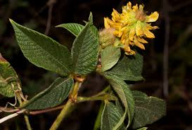 Image result for Eriosema