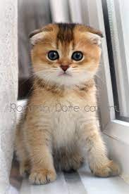 scottish fold altin ticked rengi scottish fold kedi komik hayvan