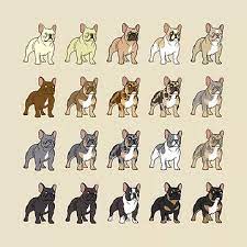 Check spelling or type a new query. French Bulldog Exotic Colors Wilsons Frenchie S Worldwide