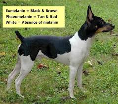 Rat Terrier Black And Brown Rat Terrier Canine Color Genetics Intro Rat Terrier Dogs Rat Terriers Toy Fox Terriers