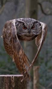 Birds Of Prey Animals Pin By Maryla Szlachta On Ptaki Owl Birds Of Prey Animals