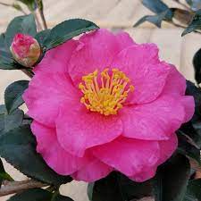 Camellia hiemalis 'shi shi gashira', often called a c. Camellia Sasanqua Shishi Gashira Kiefer Nursery Trees Shrubs Perennials