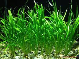 Aquascape merupakan kegiatan seni yang menguji kreativitas tangan dalam memadukan beberapa jenis tanaman, air, ranting, bonsai didalam suatu wadah aquarium dengan ukuran tertentu. 7 Pilihan Tanaman Karpet Aquascape Yang Mudah Dirawat Cocok Untuk Pemula Rumah123 Com