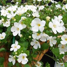 Image result for Bacopa