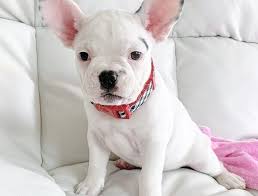 Up to date on all worming and shots, breeders pick of litter!!! Pug Puppies For Sale Pug For Sale French Bulldog Puppies For Sale Puppy