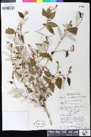 Image result for Croton dichogamus