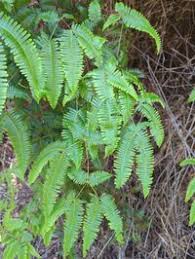 Image result for Gleicheniaceae