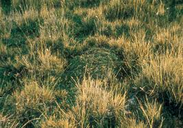 Image result for Isoetaceae