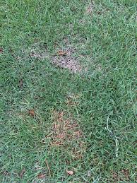 Today, there are as many as a dozen varieties easily available to the consumer. Orange Dry Patches Palisades Zoysia The Lawn Forum