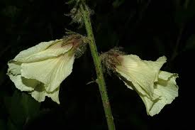 Image result for Hibiscus diversifolius