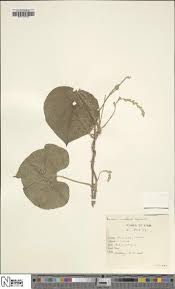 Image result for Cyphia mazoensis