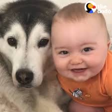 ❤️🐾 https://www.facebook.com/thedodosite/videos/1311428965690757/