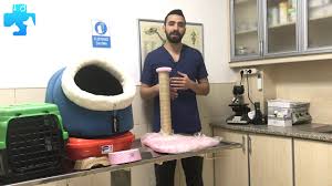 Eve Yeni Gelen Kedinin Ihtiyaclari Neler Gorunce Cok Sasiracaksiniz Veteriner Hekim Mehmet Koc Youtube