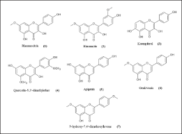 Image result for Combretum psidioides