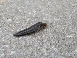 Kopier denne tekst og indsæt den i din litteraturliste: Er Dette En Sankthansorm Side 1 Forum Insekter Og Entomologi Fugleognatur Dk