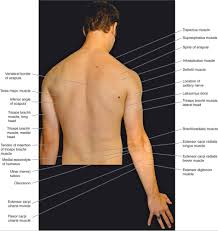 Superior border or margin (margo superior) is the upper edge of the scapula that runs next to the clavicle. Atlas Of Surface Anatomy Hadzic S Peripheral Nerve Blocks And Anatomy For Ultrasound Guided Regional Anesthesia 2nd