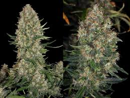 Indoor plants are those that can live with minimal or no sunlight. Skunk 1 S Full Story Including Skunk 1 Automatic Grow Report Sensi Seeds